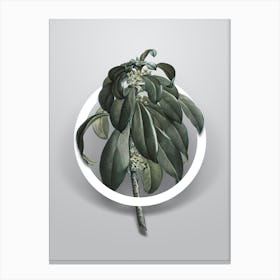 Vintage Spurge Laurel Weeds Minimalist Floral Geometric Circle on Soft Gray n.0134 Canvas Print