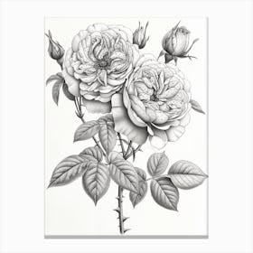 Roses Sketch 17 Canvas Print