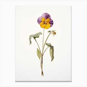 Pressed Wildflower Botanical Art Downy Yellow Violet Viola 2 Canvas Print
