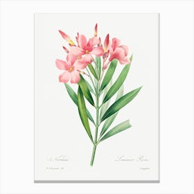 Oleander, Pierre Joseph Redoute Canvas Print