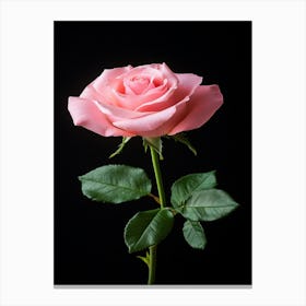 Pink Rose Isolated On Black Background 13 Canvas Print