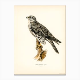 Gyrfalcon, Gyr Falcon Male (Falco Rusticolus), The Von Wright Brothers Canvas Print