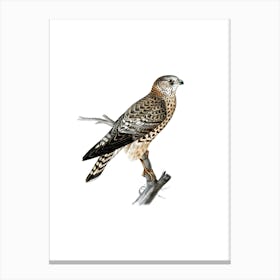 Vintage Merlin Falcon Female Bird Illustration on Pure White n.0138 Canvas Print