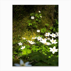 Flowers In The Forest Canvas Print