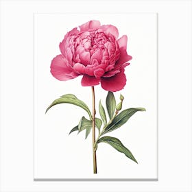 Peonies Flower Vintage Botanical 2 Canvas Print