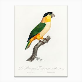 The Black Headed Parrot From Natural History Of Parrots, Francois Levaillant Canvas Print