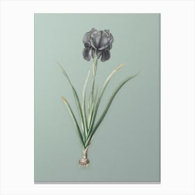 Vintage Mourning Iris Botanical Art on Mint Green n.0447 Canvas Print