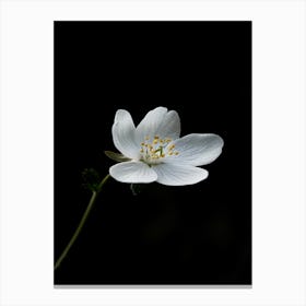 White Flower On A Black Background 4 Canvas Print