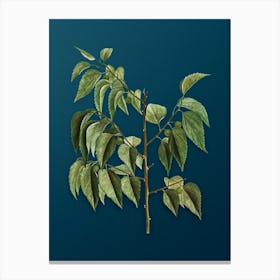Vintage Common Hackberry Botanical Art on Teal Blue n.0334 Canvas Print