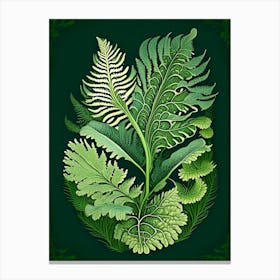 Water Fern Vintage Botanical Poster Canvas Print