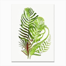 Ostrich Fern Wildflower Watercolour 1 Canvas Print