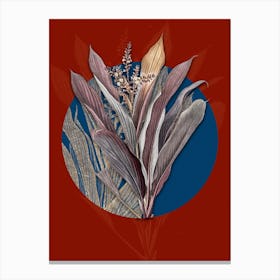 Vintage Botanical Cordyline Fruticosa on Circle Blue on Red n.0020 Canvas Print