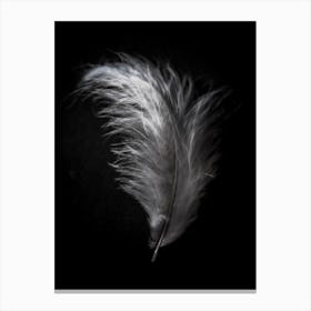 Black And White Feather 7 Canvas Print