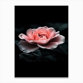 Pink Rose 53 Canvas Print