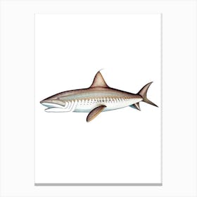 Spiny Dogfish Shark Vintage Canvas Print