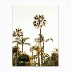 Malibu Palm Trees Canvas Print