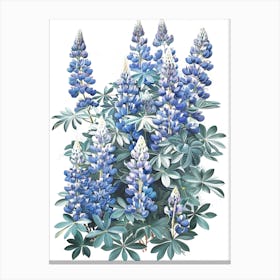 Blue Lupine Canvas Print