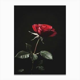 Red Rose On Black Background 56 Canvas Print