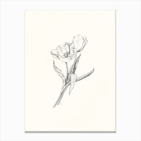 Tulip Flower Drawing Canvas Print