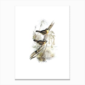 Vintage Yellow Throated Scrubwren Bird Illustration on Pure White n.0468 Canvas Print
