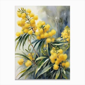 Australia  Wattle Flowers Canvas Print