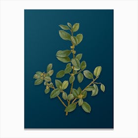 Vintage Italian Buckthorn Botanical Art on Teal Blue n.0932 Canvas Print