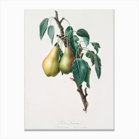 Lemon Pear (Pyrus Limonia) From Pomona Italiana (1817 1839), Giorgio Gallesio Canvas Print