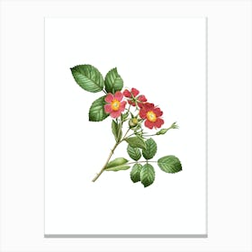 Vintage Redleaf Rose Botanical Illustration on Pure White Canvas Print
