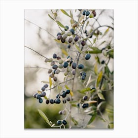 Olives On A Tree in Puglia, Italy | travel photography Canvas Print