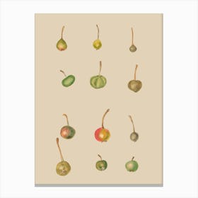 Pears 1 Canvas Print