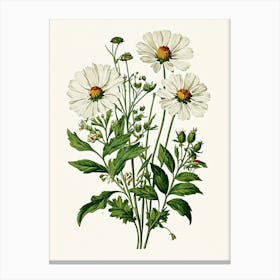 Vintage Botanical Galleria Style Wildflower Painting 43 Canvas Print