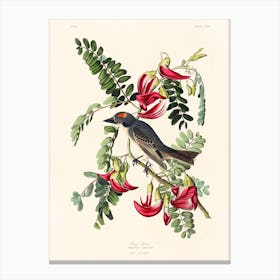 Piping Flycatcher, Birds Of America, John James Audubon Canvas Print