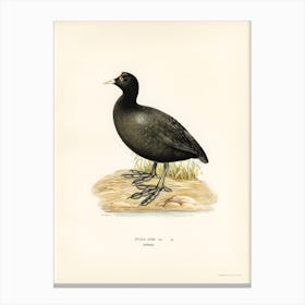 Eurasian Coot, The Von Wright Brothers Canvas Print