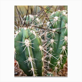 Boho mexico cactus - summer desert - botanical travel photography by Christa Stroo Photography Canvas Print