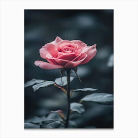 Pink Rose 23 Canvas Print