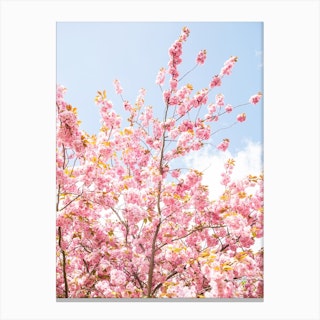 Pink Cherry Sky Canvas Print