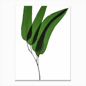 Green Leaf II Canvas Print