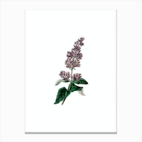 Vintage Lady Josika's Lilac Flower Botanical Illustration on Pure White n.0201 Canvas Print