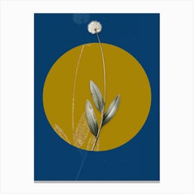 Vintage Botanical Victory Onion on Circle Yellow on Blue Canvas Print