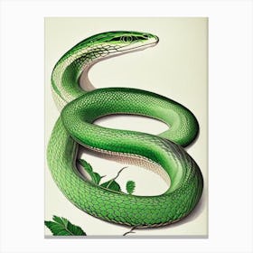 Greater Green Snake Vintage Canvas Print