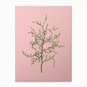 Vintage Sictus Tree Botanical on Soft Pink n.0273 Canvas Print