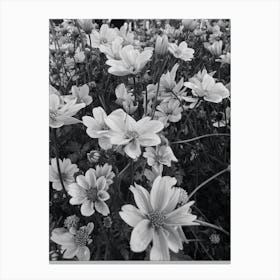 Daisies BW 2 Canvas Print