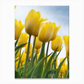 Yellow Tulips Canvas Print