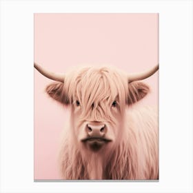 Cute Photographic Portrait Of Pastel Pink Highland Cow 2 Canvas Print