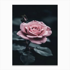 Pink Rose 42 Canvas Print