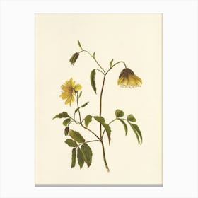 Yellow Flower Canvas Print