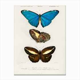 Different Types Of Butterfly, Charles Dessalines D'Orbigny 2 Canvas Print