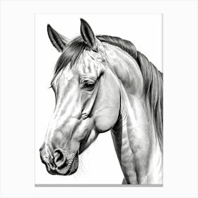 Highly Detailed Pencil Sketch Portrait of Horse with Soulful Eyes 12 Canvas Print