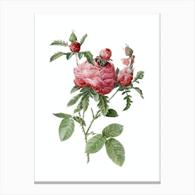 Vintage Cabbage Rose Botanical Illustration on Pure White Canvas Print