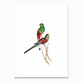 Vintage Beautiful Parakeet Bird Illustration on Pure White Canvas Print